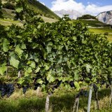 L'Organisation internationale de la vigne et du vin (OIV), dont la Suisse est membre, s'inquiète aussi des effets du changement climatique (image symbolique). KEYSTONE/JEAN-CHRISTOPHE BOTT