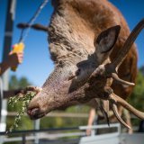 Chaque bête doit être présentée au garde-chasse pour dresser l'inventaire des tirs dits de régulation (archives)