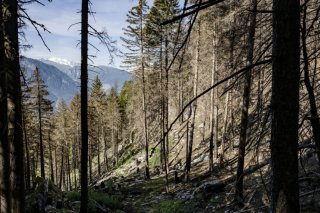 La répartition des coûts de l'entretien des forêts pour la période 2025-2028 entre la Confédération et l'Etat du Valais (photo d'illustration). KEYSTONE/JEAN-CHRISTOPHE BOTT