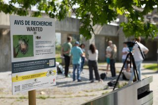 Le canton a fait ce jeudi matin un point de situation sur la lutte contre le scarabée japonais