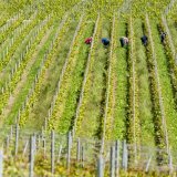 La Chambre valaisanne d'agriculture veut des mesures fortes pour soutenir la viticulture. (Image d'archive) KEYSTONE/NOEMI CINELLI