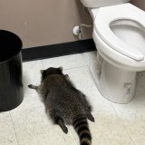 Après quelques heures de sommeil réparateur "et sans aucun signe de blessure (à part peut-être une gueule de bois)", le raton laveur a été relâché dans la nature, écrit le refuge sur Facebook. KEYSTONE/AP