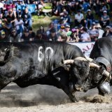 La Finale nationale des combats de reines de la Race d’Hérens 2026 aura lieu les 9 et 10 mai à Aproz (photo d'illustration). KEYSTONE/JEAN-CHRISTOPHE BOTT