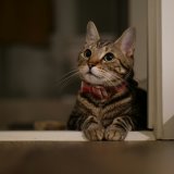 La SPA du Bas-Valais se dit dépassée notamment par le nombre de chats errants