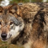 Seize loups ont perdu la vie en Valais, dont douze louveteaux depuis le 1er octobre dernier (photo d'illustration).