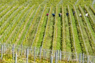 La Chambre valaisanne d'agriculture veut des mesures fortes pour soutenir la viticulture. (Image d'archive) KEYSTONE/NOEMI CINELLI