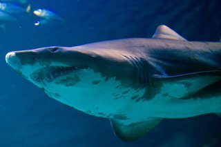 L'organisme mondial de référence sur le commerce des espèces sauvages a approuvé l'adoption de mesures supplémentaires pour renforcer la protection de plus de 70 espèces de requins et de raies (image d'illustration). KEYSTONE/DPA-Zentralbild/STEFAN SAUER