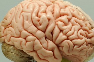 Un millimètre cube de tissu cérébral contient quelque 100'000 neurones, connectés entre eux par environ 700 millions de synapses et 4 kilomètres de "câblage". La manière dont ces neurones sont connectés les uns aux autres détermine la manière dont le cerveau fonctionne. KEYSTONE/DPA/INGO WAGNER