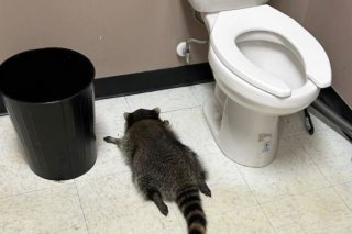 Après quelques heures de sommeil réparateur "et sans aucun signe de blessure (à part peut-être une gueule de bois)", le raton laveur a été relâché dans la nature, écrit le refuge sur Facebook. KEYSTONE/AP