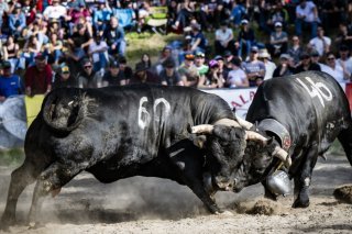 La Finale nationale des combats de reines de la Race d’Hérens 2026 aura lieu les 9 et 10 mai à Aproz (photo d'illustration). KEYSTONE/JEAN-CHRISTOPHE BOTT