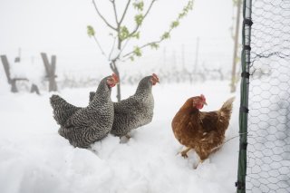 Die Legehennen Line, Lina und Maggie, von links, versuchen sich auf der dicken Schneedecke zu orientieren, nachdem starker Schneefall den Weiler Valencon zugedeckt hat, am Donnerstag, 17. April 2025 bei Flanthey, Lens im Mittelwallis. Aufgrund der starken Niederschlaege gilt im Wallis hoechste Unwetter-Gefahrenstufe. (KEYSTONE/Alessandro della Valle)