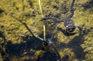 Grâce à ces mesures de compensation, certaines espèces animales rares ou menacées de disparition en Suisse sont de retour. Ici, un sonneur à ventre jaune, un petit crapaud rare en Valais, nage dans une nouvelle gouille à Vernayaz (VS).