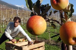 Les fruits ont souffert de la météo en Suisse cette année.