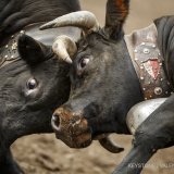 Fédération suisse race d'Hérens