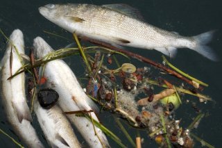 Le faible débit des rivières et la température élevée de l'eau provoquent une hécatombe chez certaines espèces de poissons comme les truites (photo symbolique)