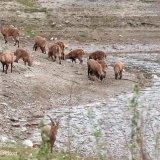 Troupeaux à Dorénaz