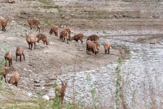 Troupeaux à Dorénaz