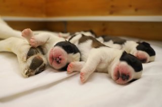 La chienne « Finesse du Grand St. Bernard » est devenue maman pour la première fois le 19 avril 2023