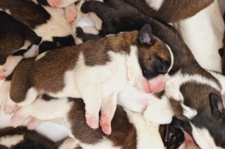 La chienne « Finesse du Grand St. Bernard » est devenue maman pour la première fois le 19 avril 2023