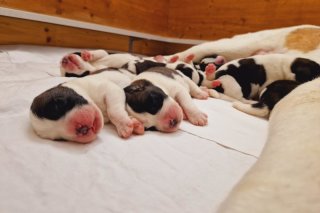 La chienne « Finesse du Grand St. Bernard » est devenue maman pour la première fois le 19 avril 2023