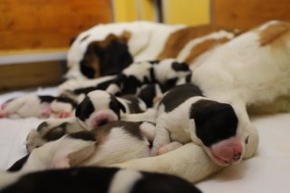 La chienne « Finesse du Grand St. Bernard » est devenue maman pour la première fois le 19 avril 2023
