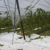 La grêle qui a frappé le Valais en juillet dernier a causé des dégâts aux cultures de fruits et légumes entre Evionnaz et Bramois (Image d'illustration).