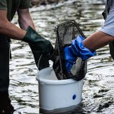 Des pêches électriques sont menées dans la rivière de la Dranse pour évaluer les dégâts causés à la faune piscicole. (Image d'illustration). KEYSTONE/TI-PRESS/ELIA BIANCHI