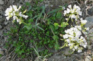 0731 Thlaspi sylvium a