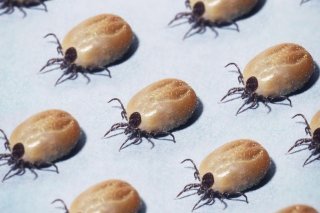 1132723-maladie-de-lymejpg