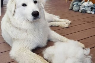 84972260_121853836014739_4525668002560999424_o