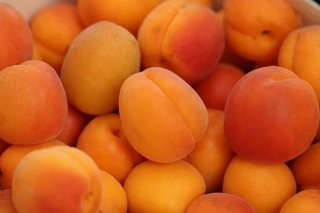 apricots-4210720__340