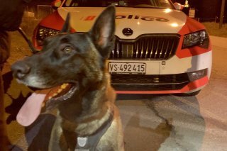 Chien Police cantonale valaisanne