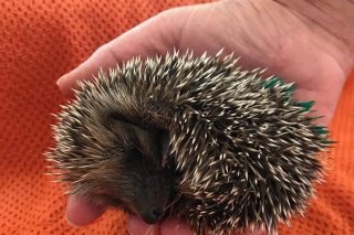 Hérisson