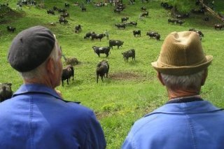 inalpe_gros_plan_bergers_de_dos_alpage_du_tronc_big