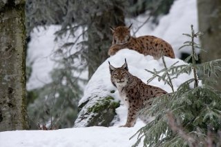Un employé présumé du SCPF aurait abattu un lynx