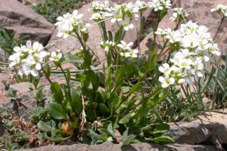 Thlaspi_montanum_(5027040925)