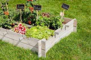 Des-potagers-sans-utilisation-de-terre