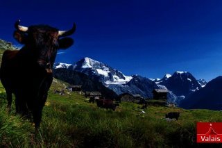 valais_web-1