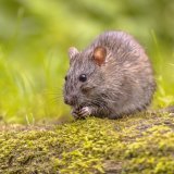 Rat brun (Rattus norvegicus)