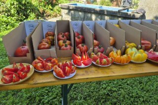 Une septantaine de variétés de tomates sont actuellement cultivées aux Evouettes sur mandat de l'OFAG