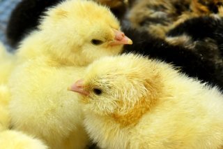 La solution trouvée permet d'éviter de tuer les poussins mâles, un sujet sensible du point de vue éthique (image d'illustration) KEYSTONE/DPA-Zentralbild/WALTRAUD GRUBITZSCH