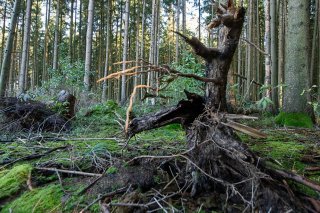 Le National a refusé d'allouer 100 millions de plus à la protection des forêts (archives) KEYSTONE/DPA/STEFAN PUCHNER