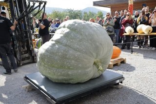 La courge pèse 727,5 kilos. Jucker Farm