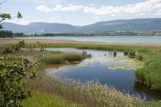 La Grande Cariçaie se réjouit de la bonne réussite globale de la reproduction pour les oiseaux des marais (archives). KEYSTONE/LAURENT GILLIERON