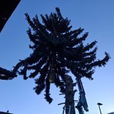 A 9h, après la coupe à la tronçonneuse, la grue emporte le sapin