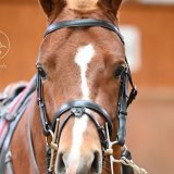 Le titre de grand champion du processus d’approbation a lui aussi été attribué à Erable. FSFM