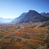 Grâce à une application mobile, les viticulteurs pourront visualiser de manière concrète l’impact du changement climatique sur leur domaine