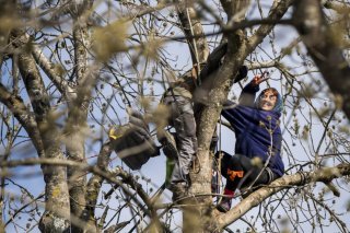 La militante était montée dans un arbre avec un compagnon au moment de l'évacuation de la ZAD du Mormont. (archives) KEYSTONE/JEAN-CHRISTOPHE BOTT