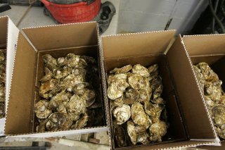 L'arsénobétaïne est l'un des composés de l'arsenic les plus répandus dans les fruits de mer, y compris les algues, les poissons et les crustacés, a indiqué lundi l'Université de Berne (Unibe). Ici, des huîtres. KEYSTONE/AP/JULIE JACOBSON