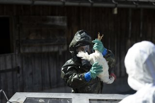 Le virus de la grippe aviaire a montré des signes de mutation à mesure qu'il se propageait parmi des vaches laitières et infectait des humains aux États-Unis (archives). KEYSTONE/GIAN EHRENZELLER